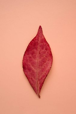 Sonbahar kırmızı ağaç yaprağı yakın plan