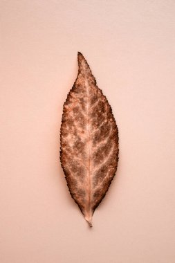 Damarları olan bakır rengi sonbahar öonymus yaprağı