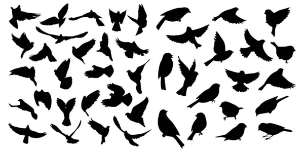 Ensemble d'icônes Oiseaux Illustration vectorielle fond blanc — Image vectorielle