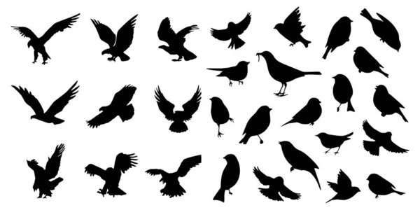 Ensemble d'icônes Oiseaux Illustration vectorielle fond blanc — Image vectorielle