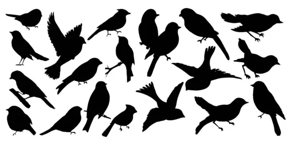 Vogels pictogrammen set Vector illustratie witte achtergrond — Stockvector