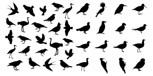Значки птиц задают векторную иллюстрацию на белом фоне — стоковый вектор