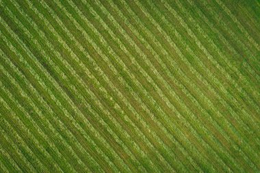 Çim alan doku formu yukarıda, yeşil arka plan