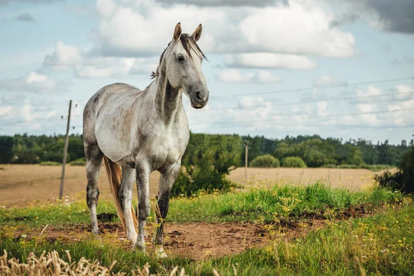 Красивая Белая Лошадь Конной Ферме Забором — стоковое фото