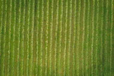 Çim alan doku formu yukarıda, yeşil arka plan 