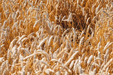 Çavdar tarlası arka planı, Letonya 'da yaz tarlasında olgunlaşmış buğday sarı kulakları.