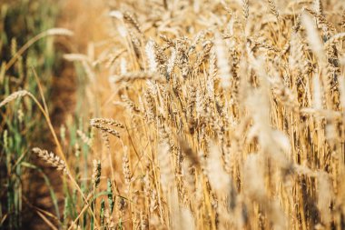Çavdar tarlası arka planı, Letonya 'da yaz tarlasında olgunlaşmış buğday sarı kulakları.