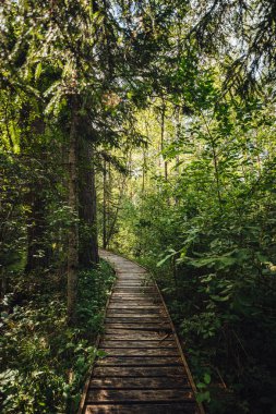 Ağaçlarla çevrili ormandaki tahta köprü. 