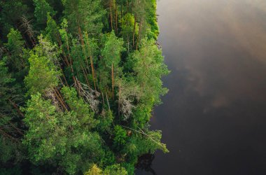 Gün batımında yeşil orman ağaçlarına havadan görünüm, doğa dokusu arka plan 