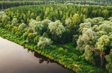 Gün batımında yeşil orman ağaçlarına havadan görünüm, doğa dokusu arka plan 
