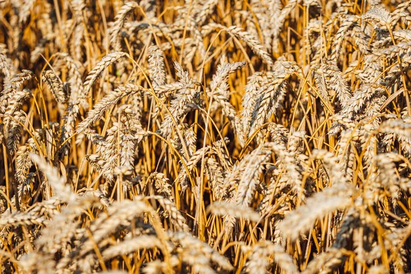 Rye field background, yellow ears of ripe wheat on summer field in Latvia