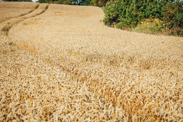 Campo Centeio Fundo Orelhas Amarelas Trigo Maduro Campo Verão Letônia — Fotografia de Stock