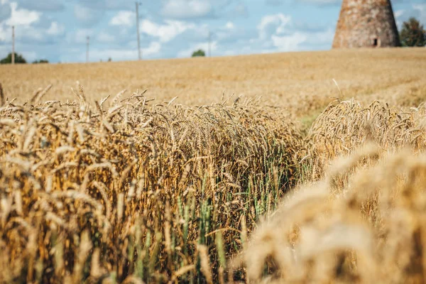 拉脱维亚夏田黑麦背景 黄麦穗 — 图库照片