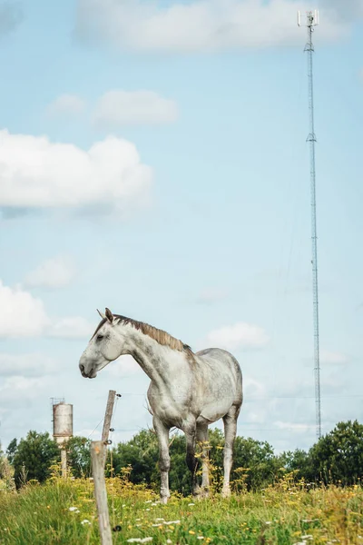Национальный Парк Елгаве Латвия Дикая Лошадь Поле Солнечный День — стоковое фото