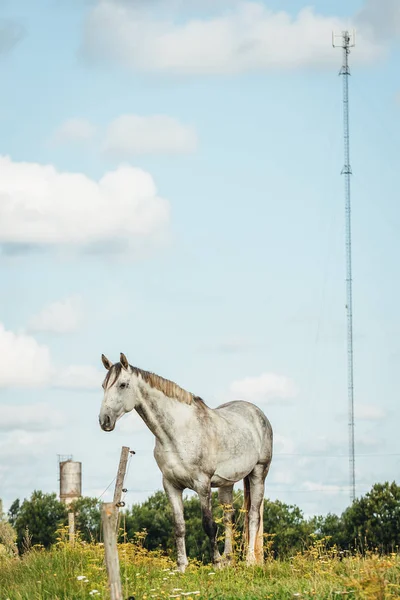 National Park Jelgava Latvia Wild Horse Field Sunny Day — Stock Photo, Image