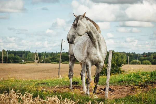Beautiful White Horse Field Sunny Day — Stock Photo, Image