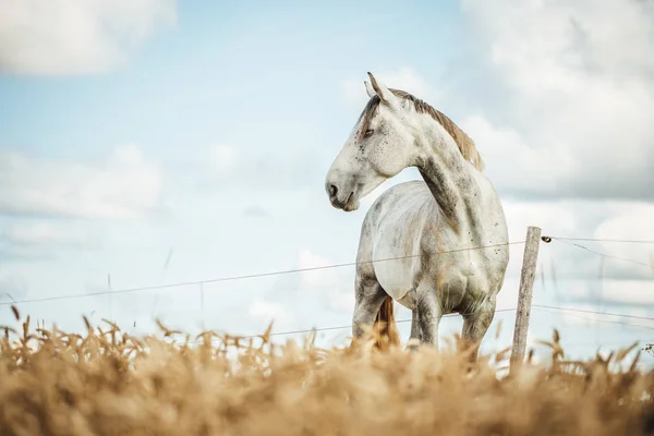 National Park Jelgava Latvia Wild Horse Field Sunny Day — Stock Photo, Image