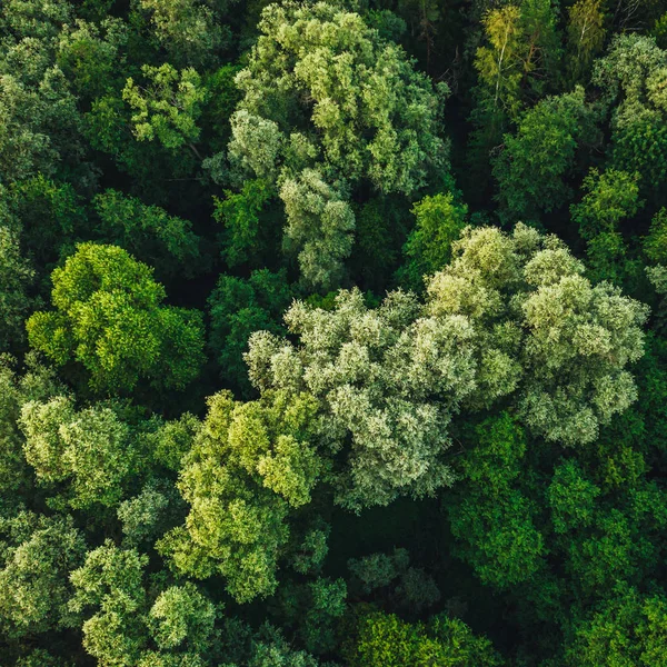Vista Aérea Árvores Florestais Verdes Pôr Sol Tempo Natureza Textura — Fotografia de Stock