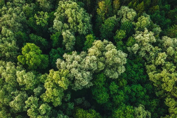 Vista Aérea Árvores Florestais Verdes Pôr Sol Tempo Natureza Textura — Fotografia de Stock