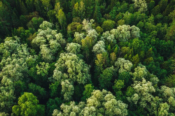 Vista Aérea Sobre Árboles Bosque Verde Tiempo Puesta Del Sol —  Fotos de Stock