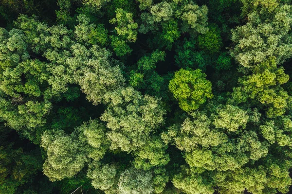 从无人机上俯瞰绿色森林树的顶部 绿色纹理背景 — 图库照片