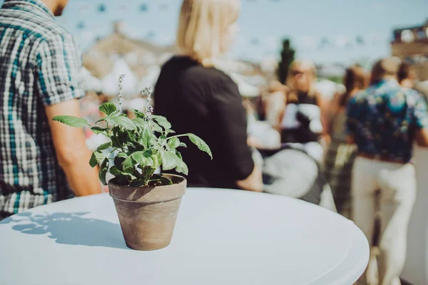 Festivalde küçük yeşil bitkilerle beyaz masa, açık hava dekorasyonu.