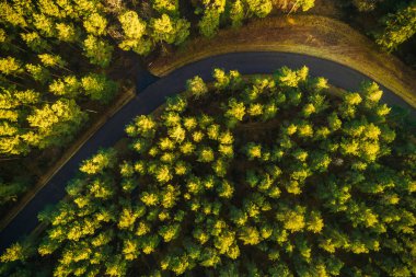 Çam ormanının havadan görünüşü, yol yukarıdan çam ağaçlarıyla çevrili.