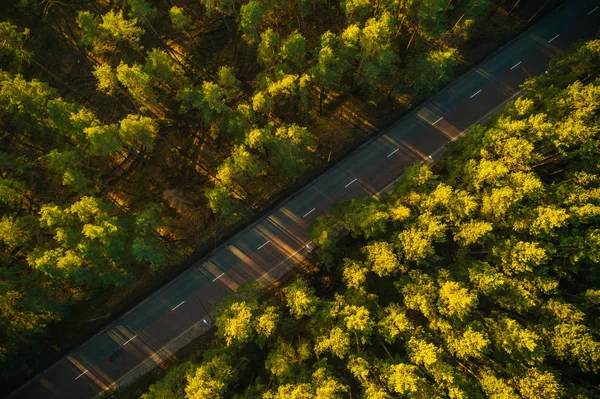 从空中俯瞰松树林 道路上环绕着松树 — 图库照片