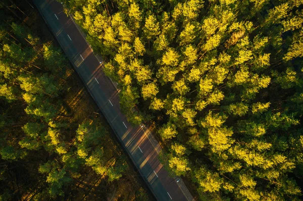 松林の空中風景 上から松の木に囲まれた道 — ストック写真