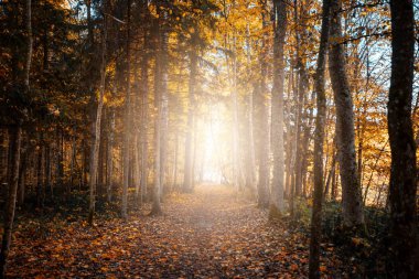 Riverside in autumn colors , Vivid morning in colorful forest with sun on trees. Scenery of nature with sunlight, autumn forest