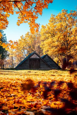 Wooden cabins during autumn time, forest cabins.