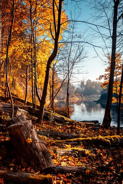 Flussufer Herbstfarben Lebendiger Morgen Bunten Wald Mit Der Sonne Auf — Stockfoto