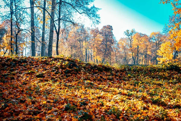 Żywy Poranek Kolorowym Lesie Słońcem Drzewach Krajobraz Natury Światłem Słonecznym — Zdjęcie stockowe