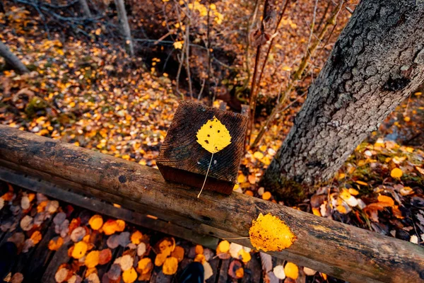 Mały Żółty Liść Drewnianej Zapory Jesiennym Lesie — Zdjęcie stockowe