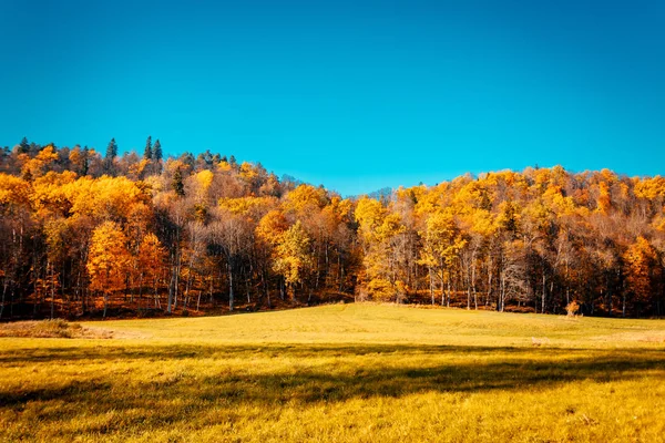 Manhã Vívida Floresta Colorida Com Sol Nas Árvores Paisagem Natureza — Fotografia de Stock