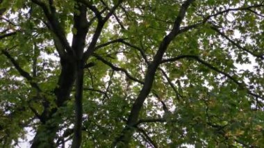 Sonbahar ağaçları ve güneşli bir günde gökyüzü 