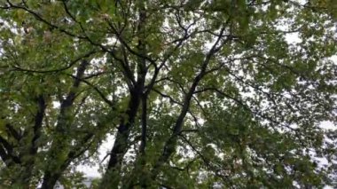 Sonbahar ağaçları ve güneşli bir günde gökyüzü 