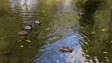 Ördeklerle güzel doğal manzara