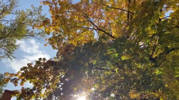Осенние Деревья Небо Солнечный День — стоковое видео