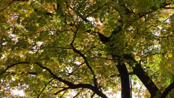 Autumn Trees Sky Sunny Day — Stock Video