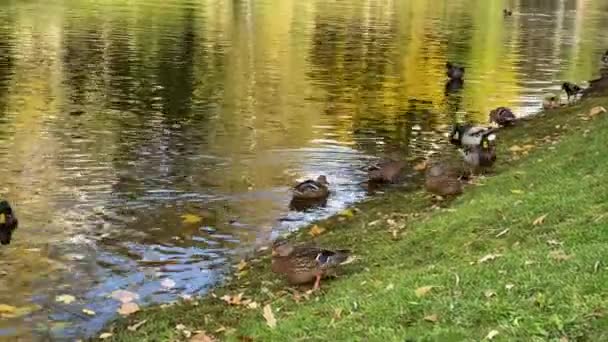 Beautiful Natural Landscape Ducks — Stock Video