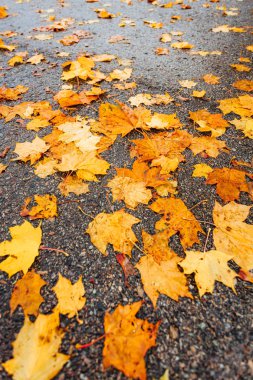 Koyu asfalt üzerinde renkli akçaağaç yaprakları, sonbahar arkaplanı