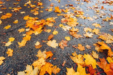 Koyu asfalt üzerinde renkli akçaağaç yaprakları, sonbahar arkaplanı