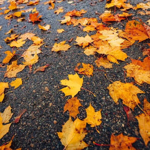 Hojas Arce Colores Sobre Asfalto Oscuro Fondo Otoño — Foto de Stock