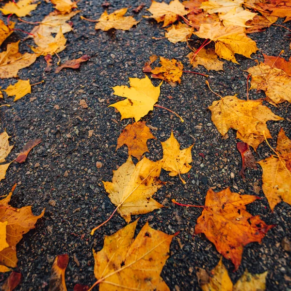 Hojas Arce Colores Sobre Asfalto Oscuro Fondo Otoño — Foto de Stock