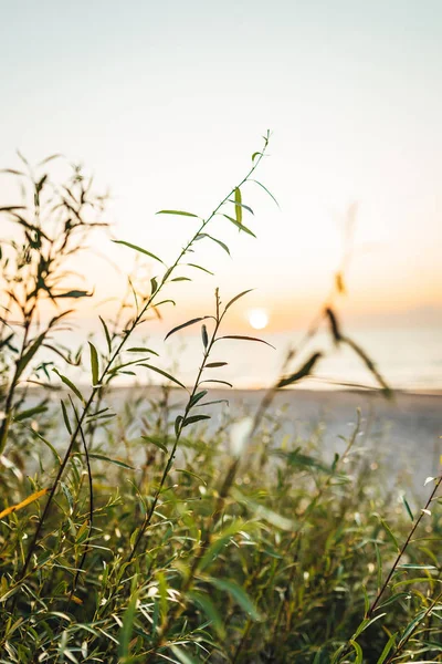 Green Plants Sunset Background — ストック写真