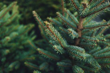 Doğal ortamda yeşil noel ağacına yakın görüş 