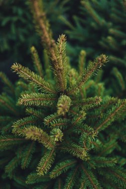 Doğal ortamda yeşil noel ağacına yakın görüş 
