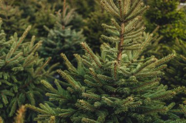 Doğal ortamda yeşil noel ağacına yakın görüş 