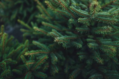 Doğal ortamda yeşil noel ağacına yakın görüş 